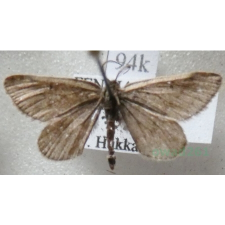 Speranza fusca (Thunberg, 1792) male Finland94k